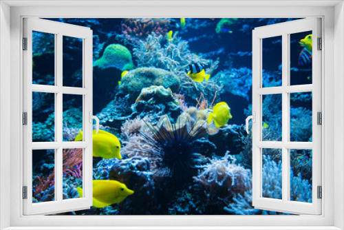 Fototapeta Naklejka Na Ścianę Okno 3D - Tropical Fish on a coral reef. colourfull fishes in dark deep blue water