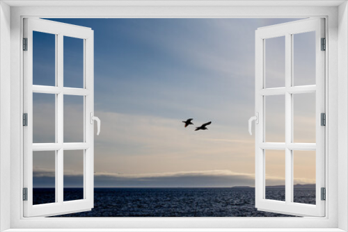 Fototapeta Naklejka Na Ścianę Okno 3D - Couple seagulls flying over sunset