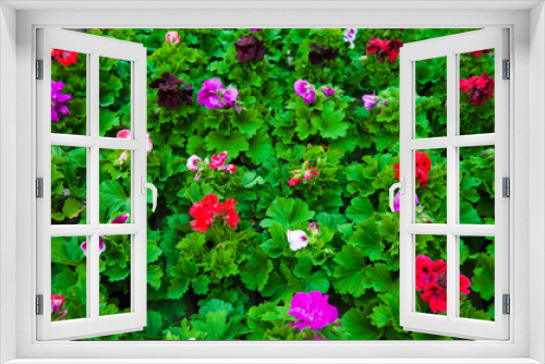 Fototapeta Naklejka Na Ścianę Okno 3D - Garden greenhouse. Agribusiness