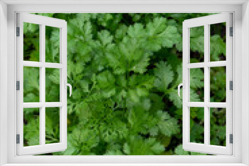 Fototapeta Naklejka Na Ścianę Okno 3D - coriander growing in a herb garden 