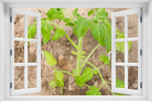 Fototapeta Naklejka Na Ścianę Okno 3D - Tomato seedlings grow in a greenhouse in the garden