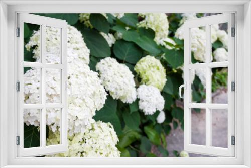 Fototapeta Naklejka Na Ścianę Okno 3D - Blooming white Annabelle Hydrangea arborescens
