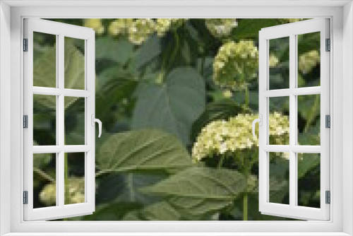 Fototapeta Naklejka Na Ścianę Okno 3D - Decorative garden plant
