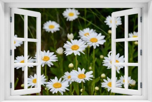 Fototapeta Naklejka Na Ścianę Okno 3D - white daisies in a field