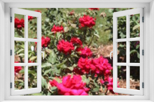 Fototapeta Naklejka Na Ścianę Okno 3D - red roses in garden