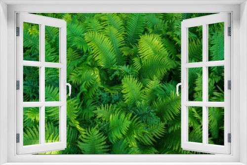 Fototapeta Naklejka Na Ścianę Okno 3D - Full frame Tropical Matteuccia struthiopteris toned dark