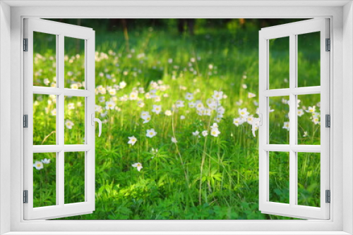 Fototapeta Naklejka Na Ścianę Okno 3D - white flowers on a green field