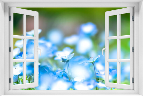 Fototapeta Naklejka Na Ścianę Okno 3D - 【初夏の花】群生するネモフィラ