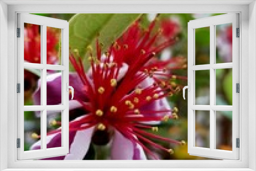 Fototapeta Naklejka Na Ścianę Okno 3D - red hibiscus flower：フェイジョア