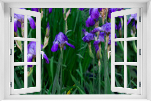 Fototapeta Naklejka Na Ścianę Okno 3D - Tender blue irises on a flowerbed in a park in early summer.