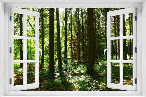 Fototapeta Naklejka Na Ścianę Okno 3D - Wald