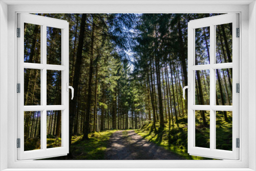Fototapeta Naklejka Na Ścianę Okno 3D - Path in the forest. Trees and sunshine.