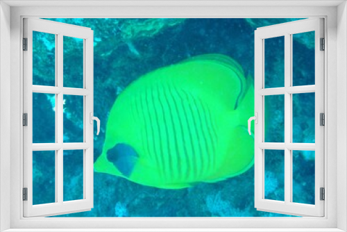 Fototapeta Naklejka Na Ścianę Okno 3D - Unterwasserwelt