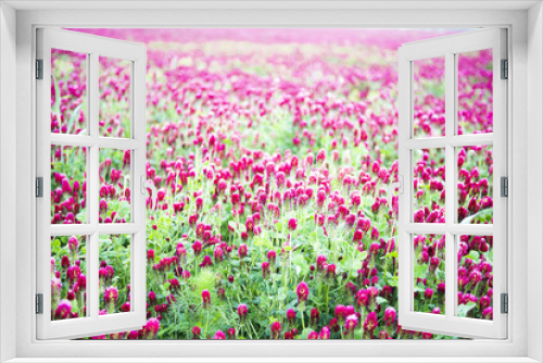 Fototapeta Naklejka Na Ścianę Okno 3D - Crimson clover field
