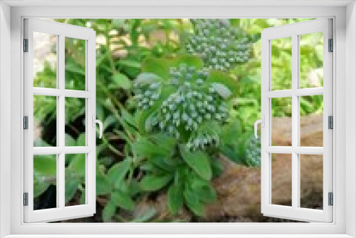 Fototapeta Naklejka Na Ścianę Okno 3D - decorative blooming Sedum pachyphyllum with rounded glaucous leaves forming a flower with unopened buds on a garden Alpine slide on a Sunny summer day. Flower wallpaper