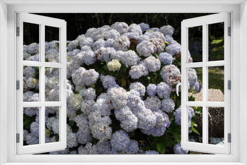 Fototapeta Naklejka Na Ścianę Okno 3D - Flor Hortencia
