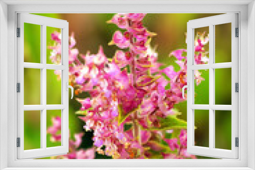 Fototapeta Naklejka Na Ścianę Okno 3D - Amazing view of colorful flowering in the garden.