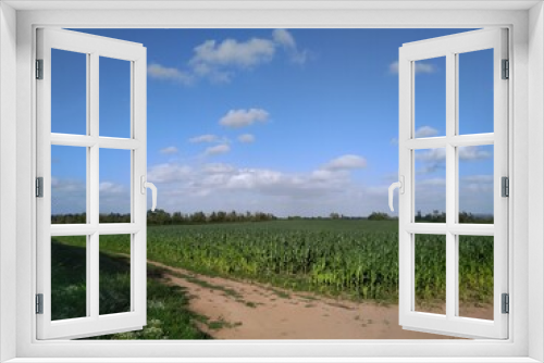 Fototapeta Naklejka Na Ścianę Okno 3D - corn field