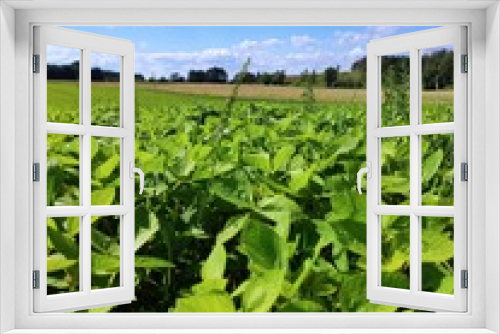Fototapeta Naklejka Na Ścianę Okno 3D - Soybean plantation in Europe