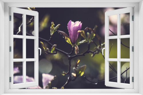 Fototapeta Naklejka Na Ścianę Okno 3D - Różowy kwiat magnolii na ciemnym tle