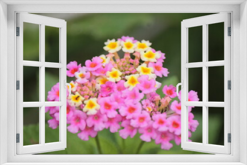 Fototapeta Naklejka Na Ścianę Okno 3D - flores