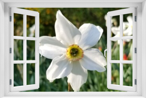 Fototapeta Naklejka Na Ścianę Okno 3D - Poets narcissus (Narcissus Poeticus), a cultivated white daffodil flower with a yellow center with a blurred background of green leaves and shadows.