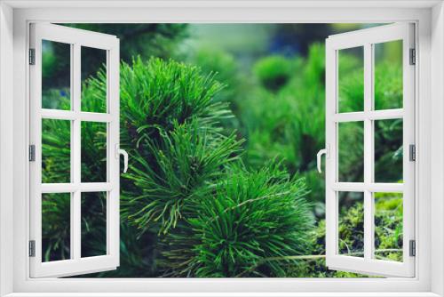 Fototapeta Naklejka Na Ścianę Okno 3D - Coniferous background. Emerald pine needles close-up. Mountain pine branch. The stone garden. Christmas background