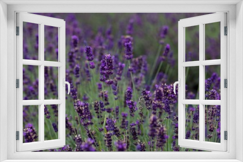 Fototapeta Naklejka Na Ścianę Okno 3D - Close up of lavender growing in a field