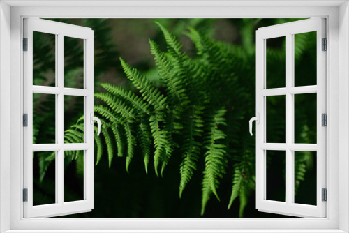 Fototapeta Naklejka Na Ścianę Okno 3D - branch of a fern on a dark background 