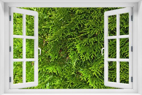 Fototapeta Naklejka Na Ścianę Okno 3D - juniper (Juniperus)