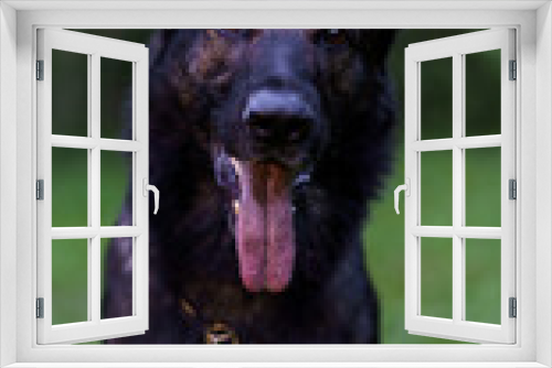 Fototapeta Naklejka Na Ścianę Okno 3D - Dog portrait closeup. German shepherd dark color looking at the camera with his tongue hanging out