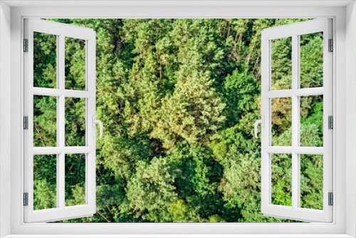 Fototapeta Naklejka Na Ścianę Okno 3D - Birds eye aerial top view on wild forest area, green trees from above, pine forest background
