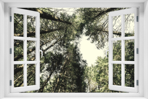 Fototapeta Naklejka Na Ścianę Okno 3D - A view up on sky in deep green forest with tall spruce. Travel background