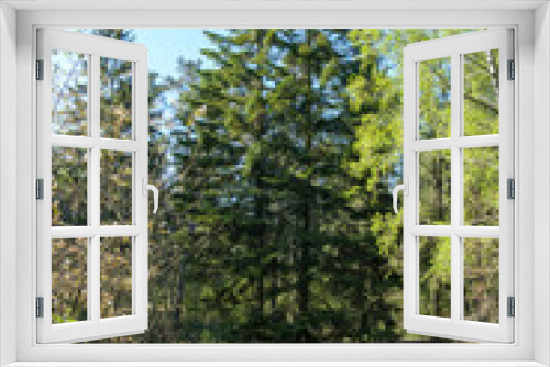 Fototapeta Naklejka Na Ścianę Okno 3D - Wald 