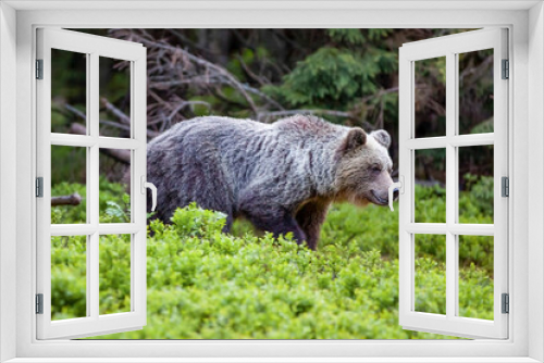 Fototapeta Naklejka Na Ścianę Okno 3D - Beautiful brown bear (Ursus arctos) in a natural setting in a spruce forest covered with blueberries