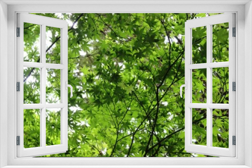 Fototapeta Naklejka Na Ścianę Okno 3D - Leafy sky
