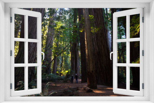 Fototapeta Naklejka Na Ścianę Okno 3D - The big trees in Redwood national Park, California.