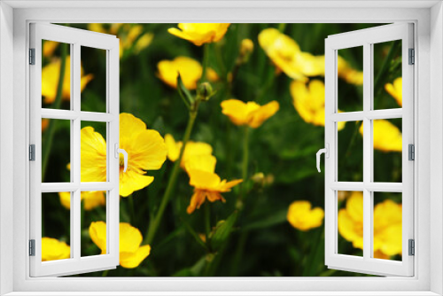 Fototapeta Naklejka Na Ścianę Okno 3D - meadow yellow flowers - potentilla pyrenaica