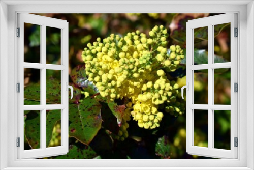 Fototapeta Naklejka Na Ścianę Okno 3D - Holly mahogany - Mahonia aquifolium
