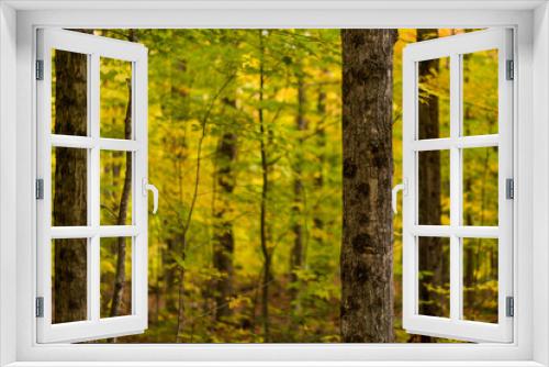 Fototapeta Naklejka Na Ścianę Okno 3D - A brilliant autumn forest scene.