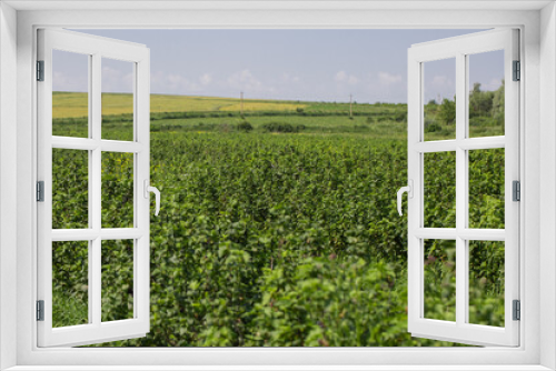 Fototapeta Naklejka Na Ścianę Okno 3D - Row of blackcurrant bushes on a summer farm in sunny day. Location place of Ukraine, Europe. Photo of creativity concept. Scenic image of agrarian land in springtime. Discover the beauty of earth.