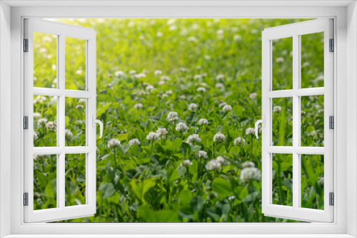 Fototapeta Naklejka Na Ścianę Okno 3D - field of blooming white clover, meadow or pasture with green fresh grass