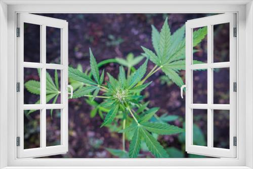 Fototapeta Naklejka Na Ścianę Okno 3D - cannabis hemp bush in a greenhouse