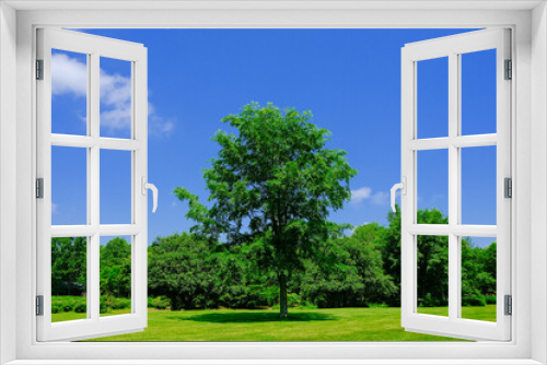 Fototapeta Naklejka Na Ścianę Okno 3D - 青空と大木