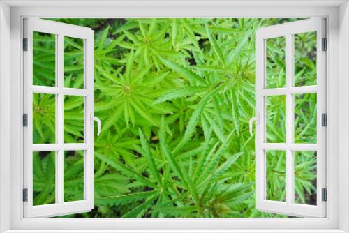 Fototapeta Naklejka Na Ścianę Okno 3D - The concept of Indoor grow marijuana. marijuana for recreational purposes. Cannabis texture
