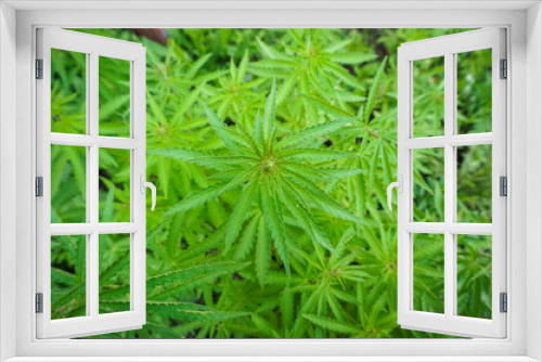 Fototapeta Naklejka Na Ścianę Okno 3D - The concept of Indoor grow marijuana. marijuana for recreational purposes. Cannabis texture