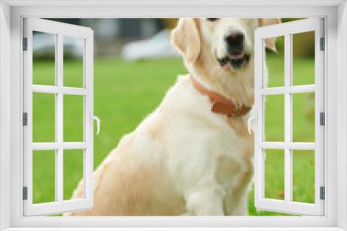 Fototapeta Naklejka Na Ścianę Okno 3D - one golden retriever