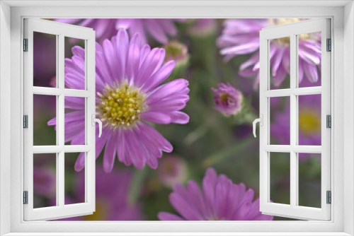 Fototapeta Naklejka Na Ścianę Okno 3D - Closeup purple petals of aster (Chrysant hemum )flowers plants with soft focus and blurred background ,sweet color for card design ,violet flowers in the garden