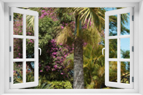 Fototapeta Naklejka Na Ścianę Okno 3D - A picture of a mature Spindle Palm tree, Hyophorbe verschaffeltii, in a tropical garden setting