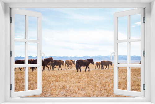 Fototapeta Naklejka Na Ścianę Okno 3D - Herd of wild horses on pasture in the Gobi desert, Mongolia